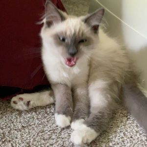 Meet your Posher, Emma